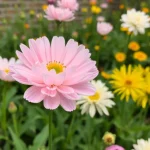 Bloemkool bewaren: zo blijft je groente langer vers en smakelijk