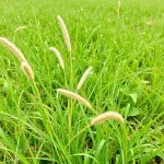 Effectief omgaan met wild gras in gazon: praktische tips en trucs