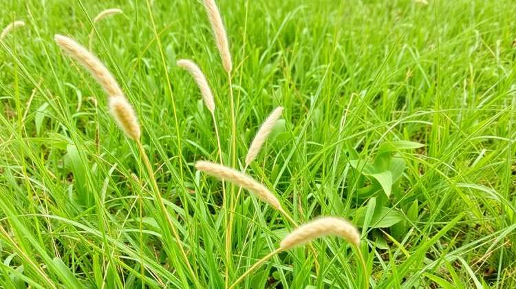 Effectief omgaan met wild gras in gazon: praktische tips en trucs