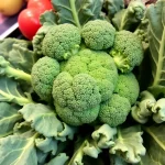Sinds wanneer broccoli in Nederland? Een kijkje in de geschiedenis en praktische tips